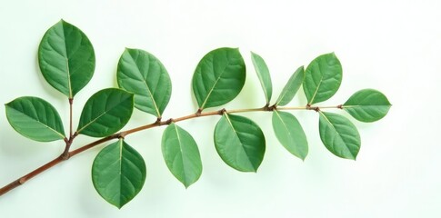 Fototapeta premium eucalyptus leaves isolated on white background, eucalyptus leaves, tree leaves, foliage