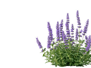 Naklejka premium A field of purple flowers is in front of a white background. The flowers are of various sizes and are arranged in a way that creates a sense of depth and dimension