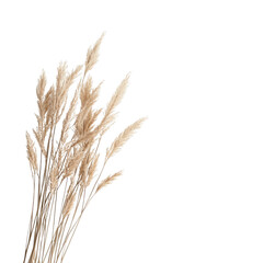 Fototapeta premium A bunch of dry grass is shown on a white background. The grass is tall and sparse, giving the image a sense of emptiness and loneliness