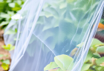 White netting covers vibrant green plants in a vegetable garden, shielding them from potential pests and wildlife. Sunlight filters through, enhancing the garden's natural beauty