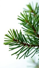 Fototapeta premium Single branch of a fir tree isolated against a bright white background, forest elements, fir tree