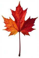 Obraz premium single branch of a maple tree isolated on white background, tree, nature