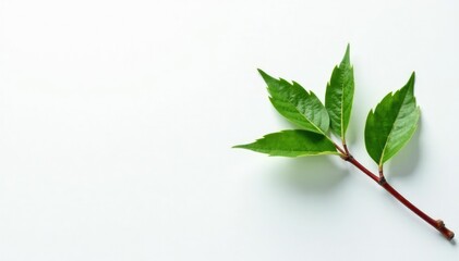 Single branch on white background with subtle texture, foliage, wood, clean