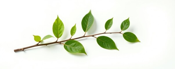Obraz premium Single branch with a few leaves and seeds isolated on white background, seed, natural, simple