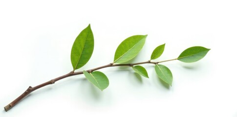 Obraz premium Small isolated willow branch with leaves on white background, larch, greenery, bare tree