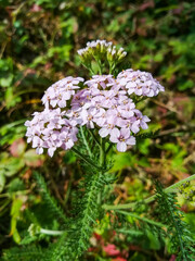 pink yarrow flowers in bloom. Blooming wildflower in the woods on blurred background. Natural outdoor vibe.