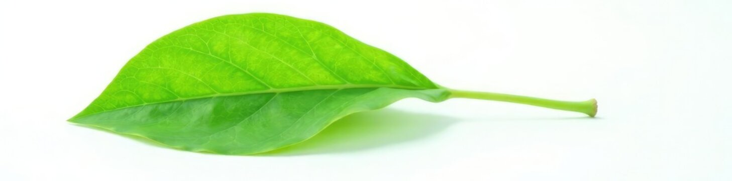 Delicate green leaf isolated on white background, nature, flowerless