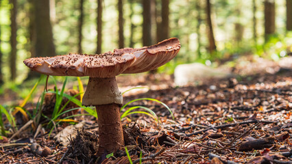 A solitary parasol mushroom displays a large, brown cap amidst the forest. The blurred background enhances its vibrant presence on the leaf-strewn ground.