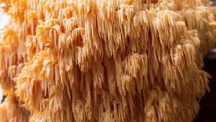 This image showcases a fascinating cluster of lion's mane mushrooms, characterized by their cascading, tooth-like structures that resemble flowing hair, in creamy orange hues.