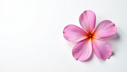 Delicate flower with five petals on a white background, nature, petal
