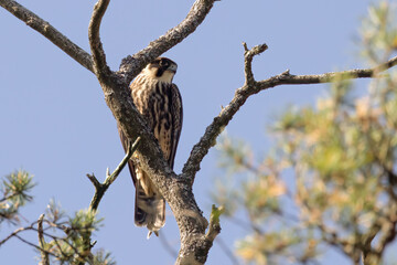 Eurasian hobby in the tree