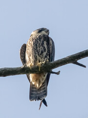 Eurasian hobby in the tree