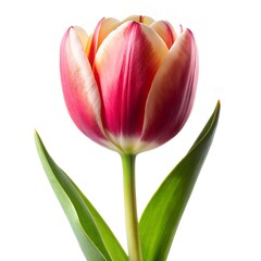Naklejka premium pink tulip isolated on white background