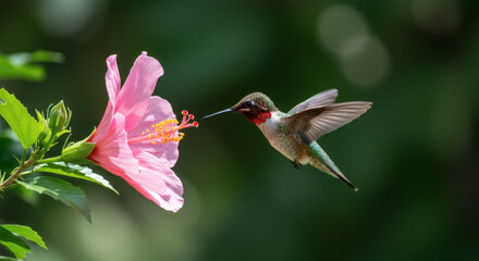 A hummingbird hovering near a flower.
