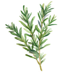 Naklejka premium Branch of rosemary watercolor clipart 