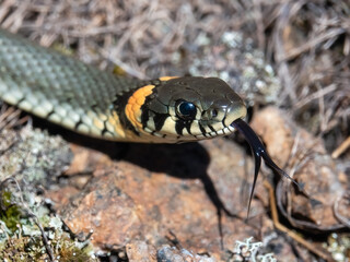 Grass snake