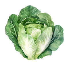 Fototapeta premium Fresh green cabbage watercolor clipart isolated