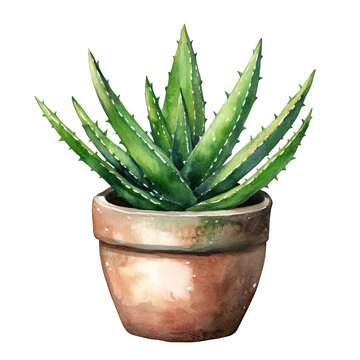 watercolor aloe vera plant in terracotta pot clip art preview