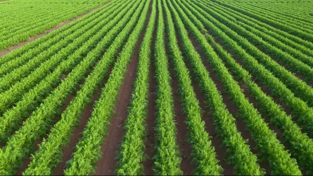 Cultivated organic carrot vegetable plantation seen from drone point of view in summer sunset, aerial shot 4K