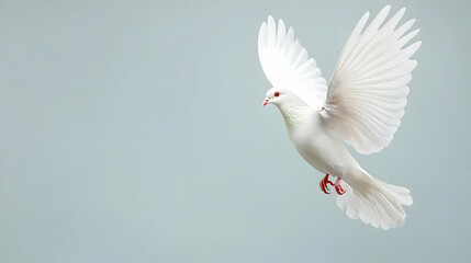 Fototapeta premium White Dove In Flight Against Light Gray Background