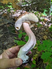 The large and twisty mushroom Boletus edulis