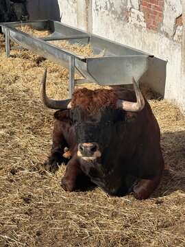 toro