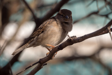 portrait of a sparrow on a branch