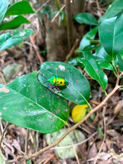 沖縄のタマムシ