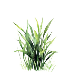 Obraz premium Green plant with long green leaves. The leaves are not touching each other.