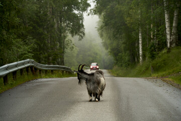 Curious Goat on Road Confronting Red Car