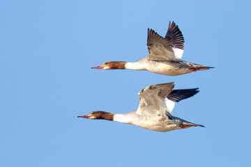 Common Merganser 