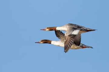 Obraz premium Common Merganser 