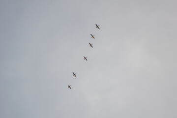 birds in flight