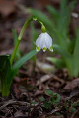 snowdrops in the forest