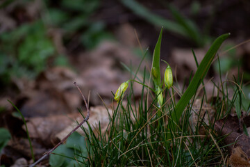 green grass in the forest