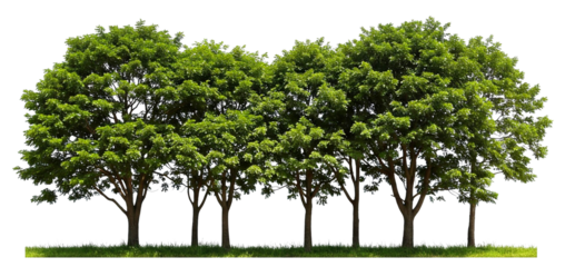 tree line on transparent background PNG