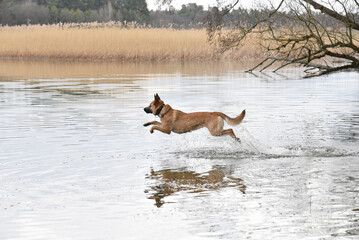 Malinois podczas zabawy nad jeziorem