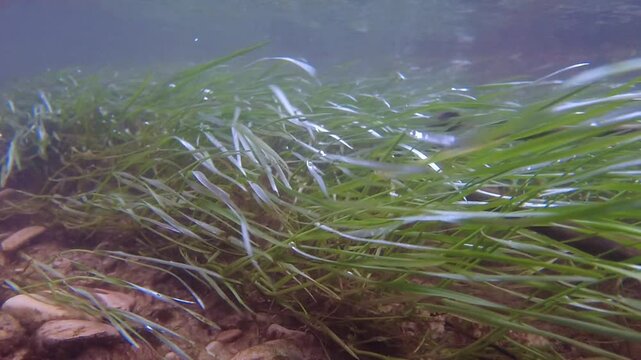 Underwater river current gently moving green grass