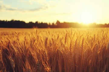 Fototapeta premium Golden wheat fields basking in the warm glow of the sunset near a quiet countryside