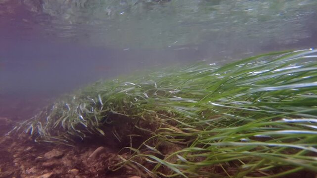 Underwater riverbed grass swaying gently in ega river