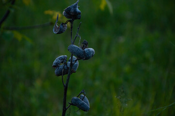 Close-up of dried Milkweed seed pods from last year with a natural backdrop in low lighting conditions. Unique textures and a moody atmosphere, ideal for artistic or nature themes.