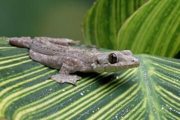 Flying gecko sitting on leaves, aggressive reptile that likes to bite, gecko lizard family