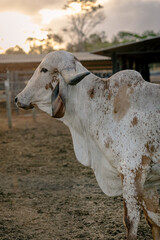 Gyr (gir) Cow at a dairy farm in Alexania Goias Brazil during sunset