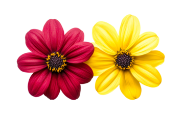 Two colorful isolated flowers, red and yellow petals, cut out transparent