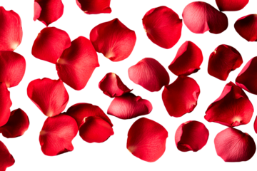 Isolated Red Rose Petals on Black Background, cut out transparent