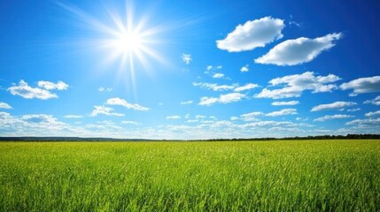 Fototapeta premium Sunny Day in a Green Field