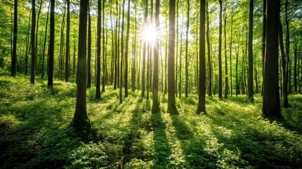 Obraz premium Sunlight Through Trees