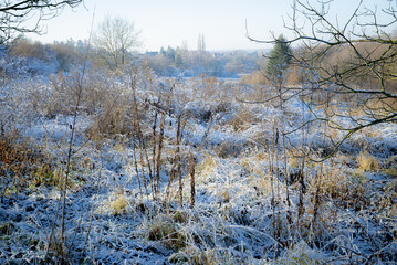 Frozen meadow grasses covered with frost in winter landscape