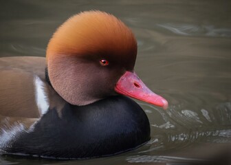 duck in the water, Red-crested pochard
