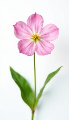 Fototapeta premium Delicate flower with five petals isolated on white background, simple, blossoms
